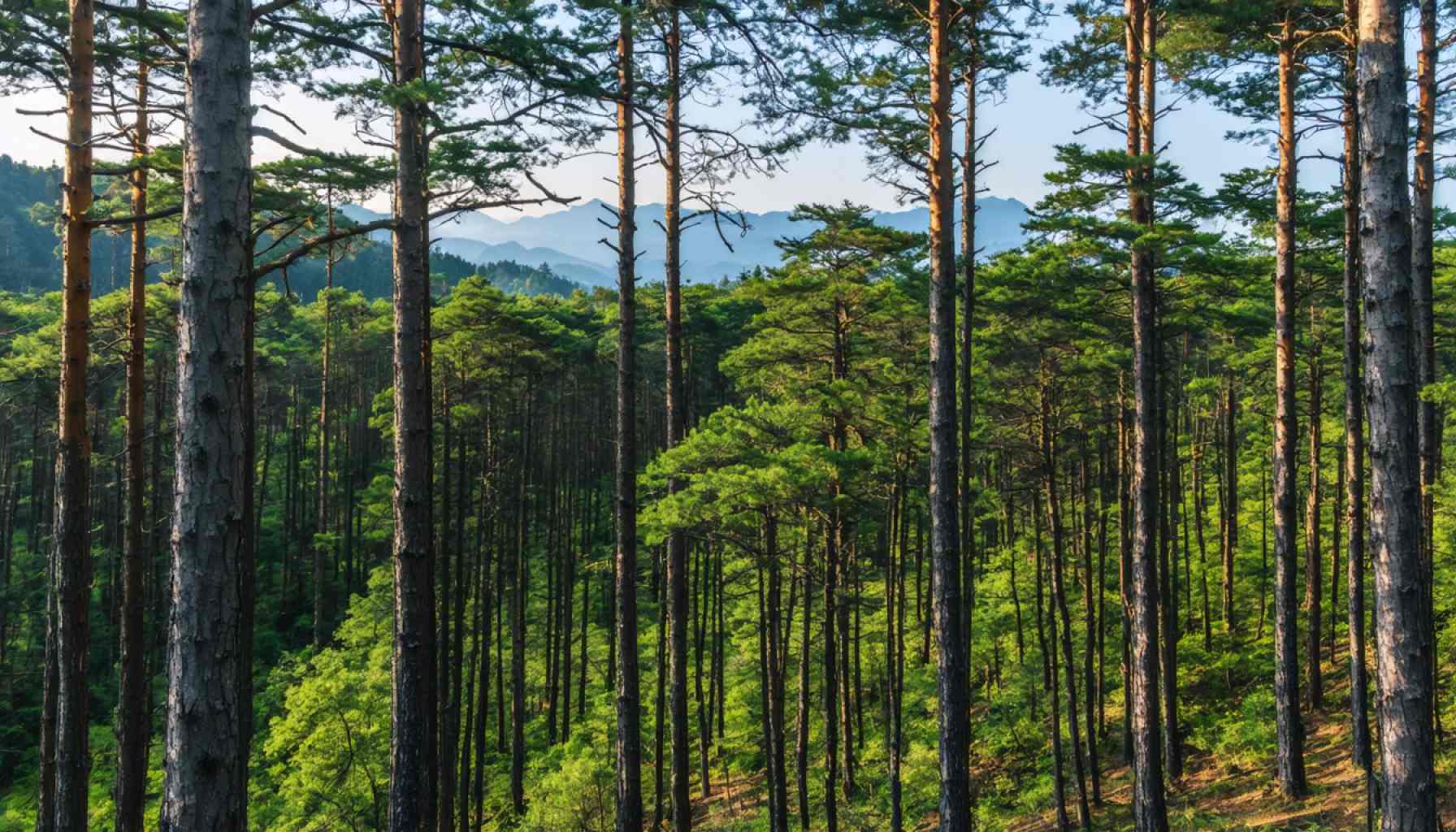 From Neglect to Renewal: Japan’s Forests Hold the Key to Sustainable Futures
